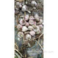 Fresh New Crop Normal White Garlic